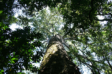 Yellowwood tree Knysna
